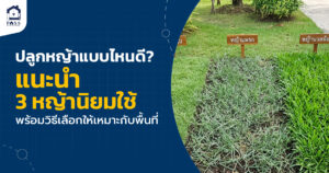 ปลูกหญ้า แบบไหนดี