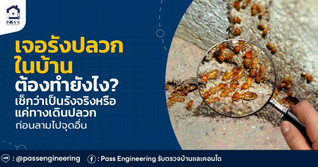 รังปลวกในบ้าน