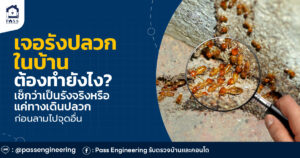 รังปลวกในบ้าน
